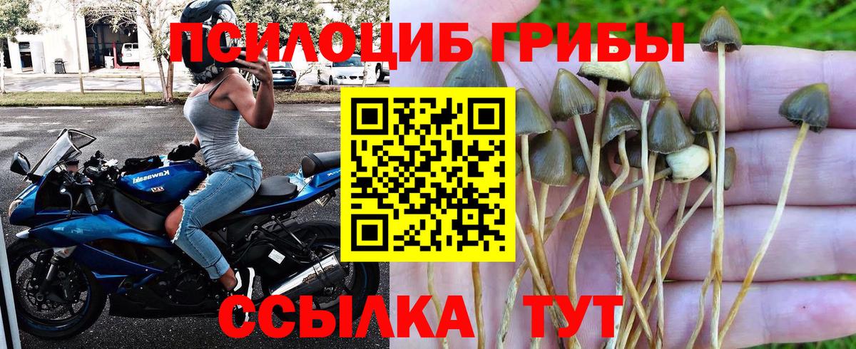 APVP Павловский Посад